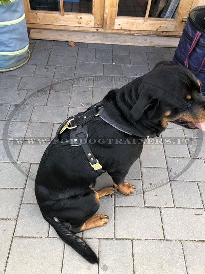 Rottweiler con resistente pettorina in pelle