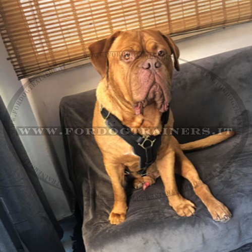 Dogue de Bordeaux con resistente pettorina in pelle