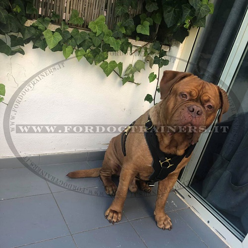 Dogue de Bordeaux con pettorina in pelle