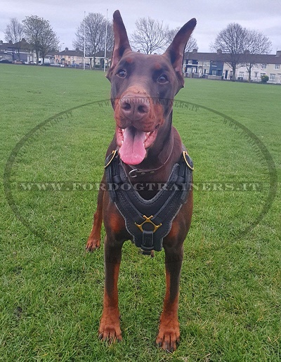 Doberman con sicura pettorina in pelle