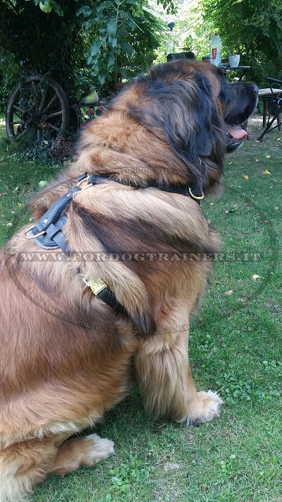 Leonberger con sicura pettorina in pelle