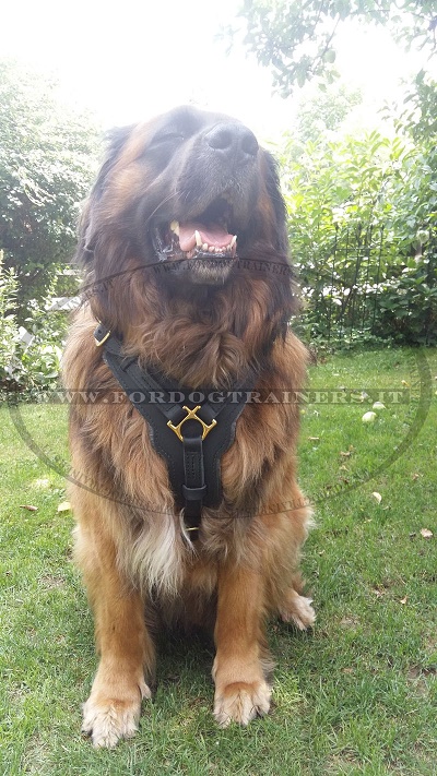 Leonberger con resistente pettorina in pelle