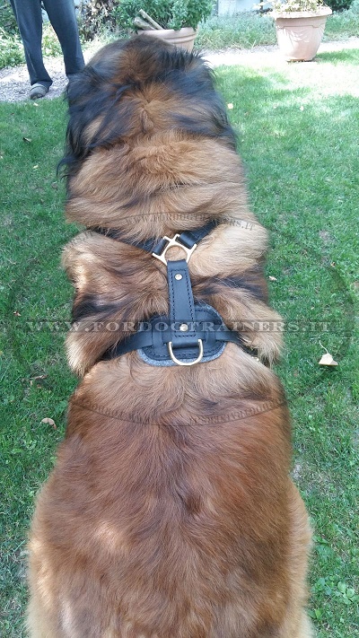 Leonberger con resistente pettorina in pelle