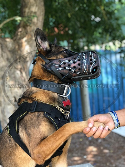 Malinois con bellissima museruola con disegno di filo spinato