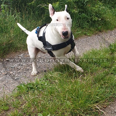 Pratica pettorina in nylon per Bull Terrier