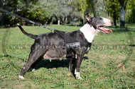 Pettorina in nylon da traino per Bull Terrier