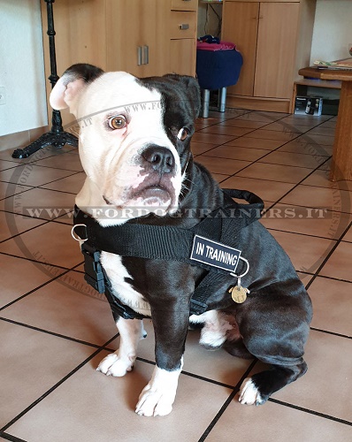 Pratica pettorina in nylon per Bulldog Americano