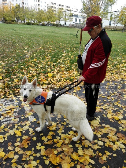 Pettorina in nylon cane guida per non vedenti