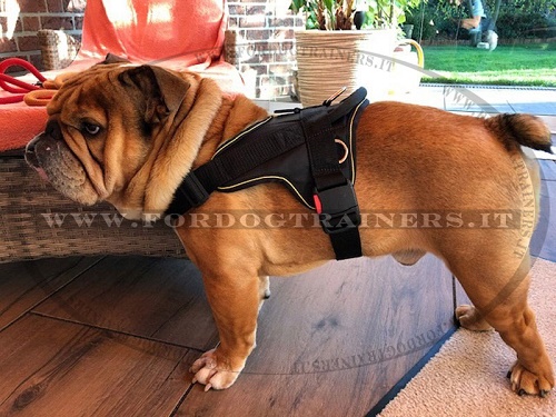 Confortevole pettorina in nylon per  Bulldog Inglese