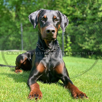 Collare di acciaio annerito per Dobermann