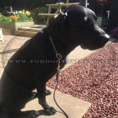 Labrador con comodo collare a catena in acciaio