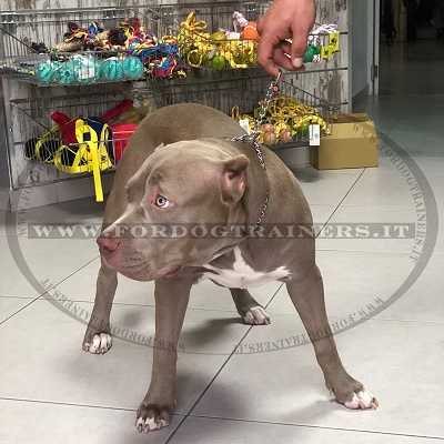 Collare a catena in acciaio inox di Herm Sprenger per American Bully