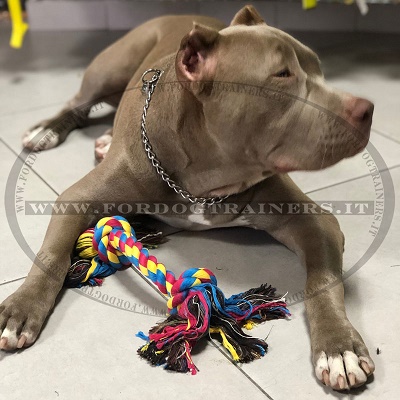 Collare a catena indossato da American Bully