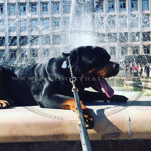 Resistente guinzaglio per uscite quotidiane con cane