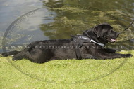 Pettorina in nylon per Labrador Retriever
