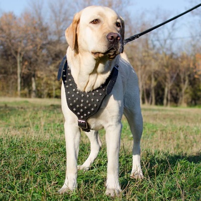 Confortevole pettorina in nylon per Labrador