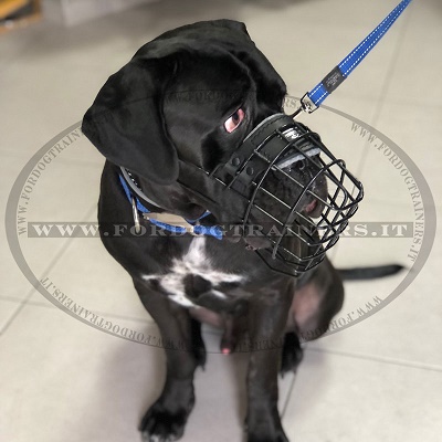 Cane di razza Cane Corso con museruola