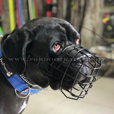 Cane di razza Cane Corso con museruola