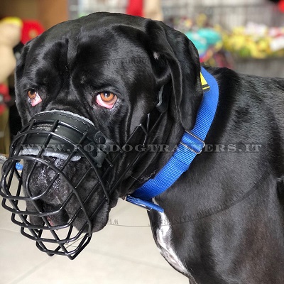 Cane Corso con museruola gommata