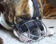 Museruola a cestello per Bulldog inglese