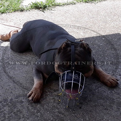 Resistente museruola per Cane da lupo cecoslovaco