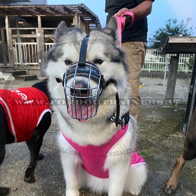 Museruola per passeggiate con cane