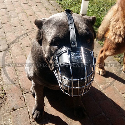 Museruola a cestello per Cane Corso