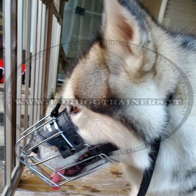 Museruola per passeggiate con cane grande
