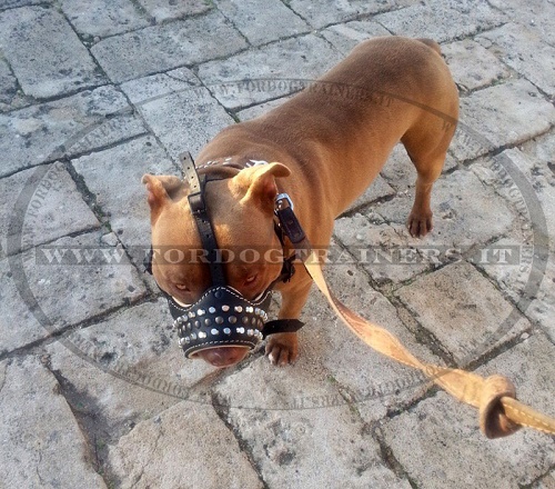 Decorata museruola in pelle per Amstaff