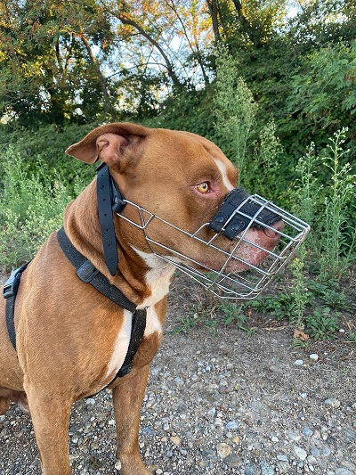 Pitbull con museruola a cestello in filo nichelato indosso