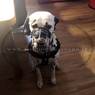 Museruola a cestello in filo nichelato per Dalmata