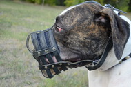 Museruola in cuoio per Bulldog americano Museruola in cuoio per Bulldog americano