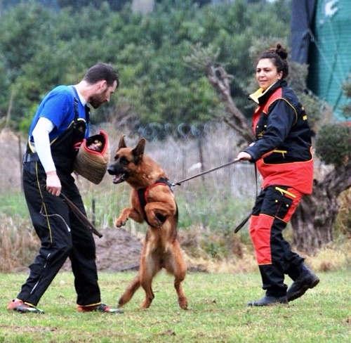 Tuta sportiva per addestramento del cane