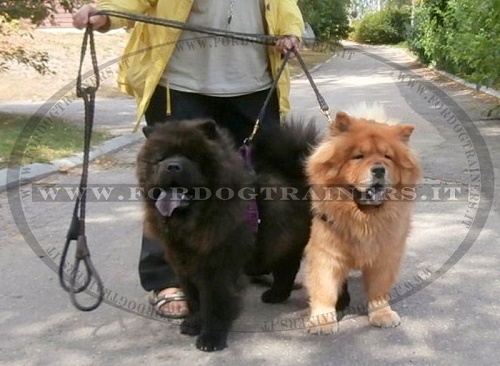 Guinzagli in pelle per passeggiate con Chow Chow