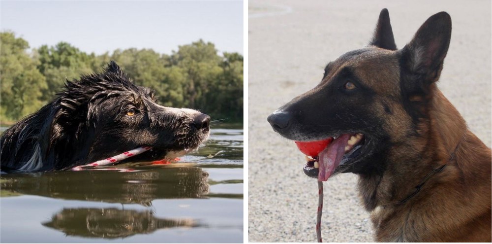 Riporto da mordere per cane