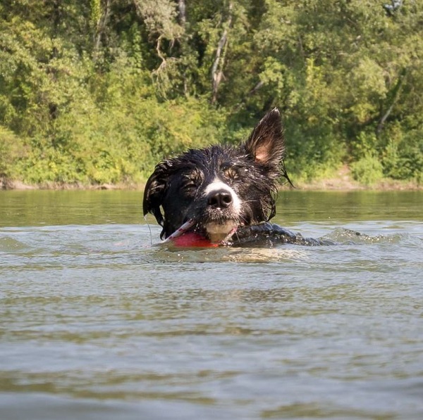 Riporto da mordere per cane