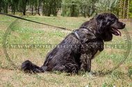 Pettorina da traino di cuoio per Pastore del Caucaso Pettorina da traino di cuoio per Pastore del Caucaso