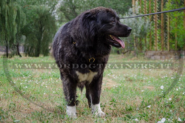 Pettorina di cuoio di alta qualità per Cane da pastore del Caucaso