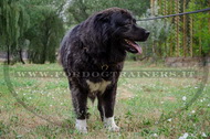 Pettorina universale di pelle per Cane da pastore del Caucaso Pettorina universale di pelle per Cane da pastore del Caucaso