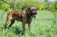 Pettorina esclusiva con borchie di ottone per Boxer Pettorina esclusiva con borchie di ottone per Boxer