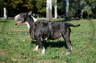 Pettorina esclusiva in pelle con borchie per Bull terrier