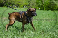 Pettorina dipinta a mano "Filo spinato" per Boxer Pettorina dipinta a mano "Filo spinato" per Boxer