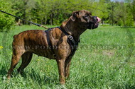 Pettorina in vero cuoio per Boxer Pettorina in vero cuoio per Boxer