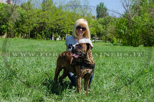 Cappottino per cane