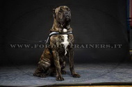 Pettorina in nylon con striscia rifrangente per Cane Corso