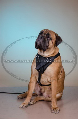 Pettorina universale in pelle naturale per Bullmastiff Pettorina universale in pelle naturale per Bullmastiff