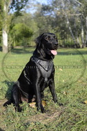 Pettorina universale in pelle naturale per Labrador