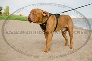 Pettorina universale in pelle naturale per Dogue de Bordeaux Pettorina universale in pelle naturale per Dogue de Bordeaux
