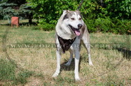 Pettorina universale per Laika della Siberia Occidentale Pettorina universale per Laika della Siberia Occidentale