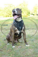 Pettorina universale in pelle naturale per Pitbull